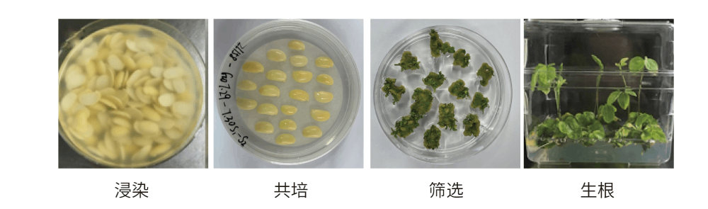 大豆