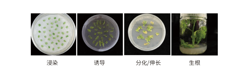 番茄