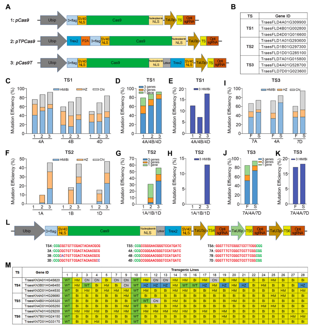 图1 利用Cas9-Trex2融合蛋白构建高效小麦基因编辑体系